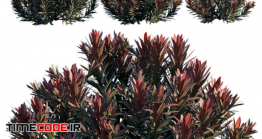 دانلود مدل آماده سه بعدی : بوته گل Euphorbia Blackbird | Cushion Spurge
