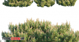 دانلود مدل آماده سه بعدی : بوته Dwarf Mugo Pine | Creeping Pine