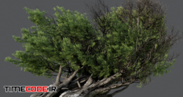 دانلود مدل آماده سه بعدی : درخت Juniper Ordinary 02