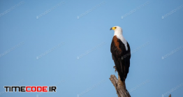 دانلود عکس استوک : عقاب A Fish Eagle,