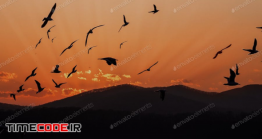 دانلود عکس استوک : ضد نور پرواز پرندگان در آسمان Bird And Sky