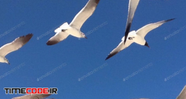 دانلود عکس استوک : پرواز پرندگان در آسمان Blue Sky
