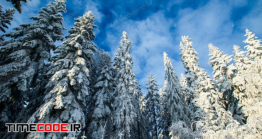 دانلود عکس استوک : درختان برفی در زمستان Blue Sky And Snow-covered Trees