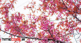 دانلود عکس استوک : شکوفه های گیلاس Cherry Blossoms At Sky
