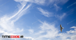 دانلود عکس استوک : پرواز پرنده در آسمان Cloudy Sky