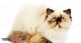 دانلود عکس استوک : گربه پرشین هیمالین Cream Persian Cat