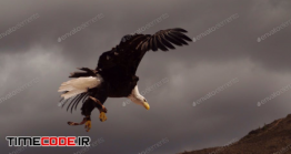 دانلود عکس استوک : عقاب در آسمان Eagle In The Sky