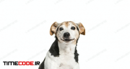 دانلود عکس استوک : سگ Jack Rusell Dog, Sitting, Cut-out