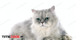 دانلود عکس استوک : گربه پرشین Persian Cat