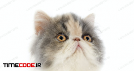دانلود عکس استوک : بچه گربه پرشین Persian Kitten