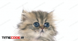 دانلود عکس استوک : بچه گربه پرشین Persian Kitten