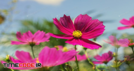 دانلود عکس استوک : گل Pink Cosmos Flowers With Sky Background
