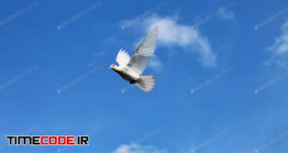 دانلود عکس استوک : پرواز کبوتر در آسمان Summer Sky