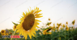 دانلود عکس استوک : گل آفتاب گردان Sunflower At Sky