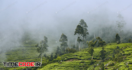 دانلود عکس استوک : جنگل مه آلود Tea Plantation In Clouds