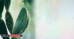 دانلود عکس کاکتوس Tropical Cactus Background