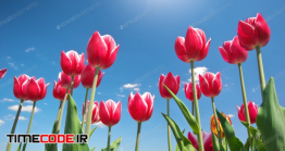 دانلود عکس استوک : گل لایه Tulips On Blue Sky