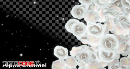 دانلود فوتیج آلفا رز سفید Event Roses White