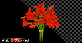 دانلود فوتیج آلفا دسته گل Flowers Red Bouquet