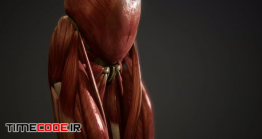 دانلود انیمیشن سیستم عضلانی بدن انسان Muscular System Of Human Body Animation