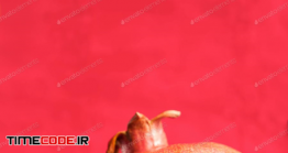دانلود عکس انار  Pomegranate