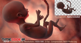 دانلود انیمیشن جنین Fetus