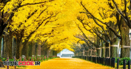 دانلود رایگان عکس پارک ژاپنی در پائیز Row Of Yellow Ginkgo Tree In Autumn