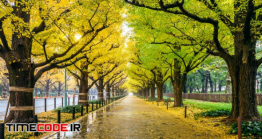 دانلود رایگان عکس پارک ژاپنی در پائیز Row Of Yellow Ginkgo Tree In Autumn