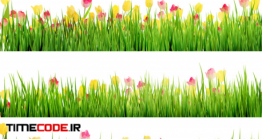 دانلود وکتور گل های لاله با چمن Beautiful Easter Border With Grass And Flowers.