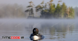 دانلود عکس پرنده غواص روی دریاچه  A Common Loon On A Lake