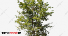 isolated tree on transparent background 4414369 33 19 809