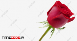 دانلود تصویر PNG گل رز PNG  Love Flower Red Rose