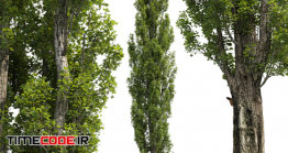 دانلود مدل سه بعدی : درخت تبریزی Poplar / Populus