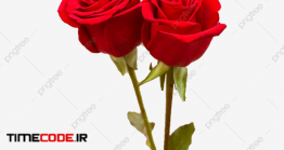 دانلود تصویر PNG گل رز Two Blooming Red Roses Flower Photography Picture