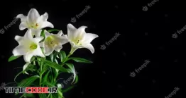 دانلود عکس گل سوسن در پس زمینه مشکی Lily Flowers Bouquet Black Background White Blossoms