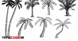 دانلود وکتور نقاشی درخت نخل Palm Trees Set Sketch