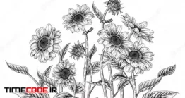 دانلود وکتور نقاشی گل آفتاب گردان  Sunflower Highly Detailed Line Art