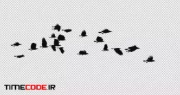 دانلود فوتیج آلفا پرواز پرنده ها Raven Flock – 22 Birds