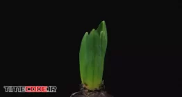دانلود فوتیج تایم لپس رویش سنبل + آلفا Time-lapse Of Growing And Opening Red Flower