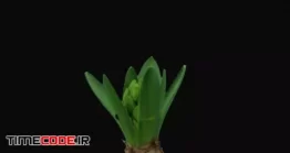 دانلود فوتیج تایم لپس باز شدن گل سنبل Time-lapse Of Growing And Opening White Hyacinth Flower
