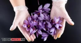 دانلود عکس گل زعفران در دست Bunch Of Saffron Flowers