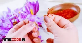 دانلود عکس جداسازی رشته های زعفران از بقیه گل Process Of Separating The Saffron
