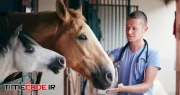 دانلود تصویر استوک دامپزشک کنار اسب Veterinarian During Medical Care Of Horses In Stables