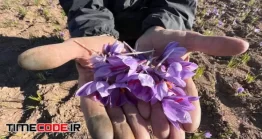 دانلود عکس گل زعفران Saffron Flowers In Farmers Hands
