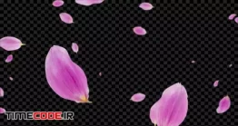 دانلود فوتیج آلفا گلبرگ گل رز صورتی در هوا Rose Flower Petals Overlay Alpha