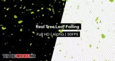 tree leaf falling rain leaves 38672 03 00 618