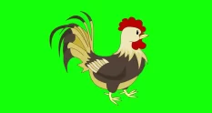 cartoon green screen animals chicken rooster 2d 3675606 cover 1