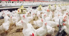 indoors chicken farm chicken feeding 8177333 cover 1
