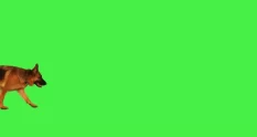 german shepherd dog walking by on a green screen c 26682 cover 1