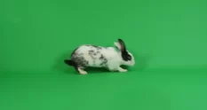 rabbit walking and stop on green screen background 20995 cover 1